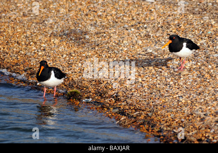 Une paire d'huîtriers (Haematopus ostralegus) sur une plage de galets. Banque D'Images