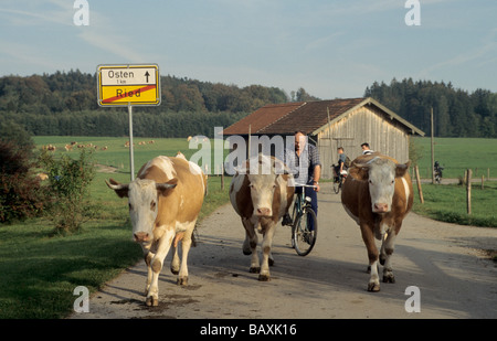 Les vaches près de Bad Toelz, Upper Bavaria, Bavaria, Germany Banque D'Images