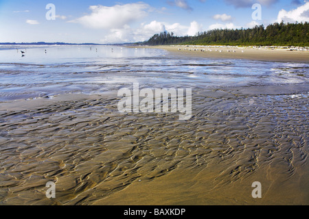 Plage de l'océan immense plage de sable sur l'île de Vancouver, sur un coucher de soleil Banque D'Images