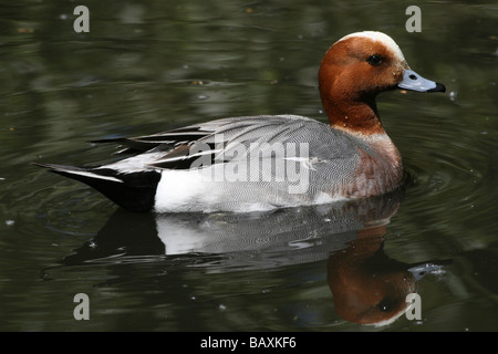 Homme Canard siffleur Anas penelope nager à Martin simple WWT, Lancashire UK Banque D'Images