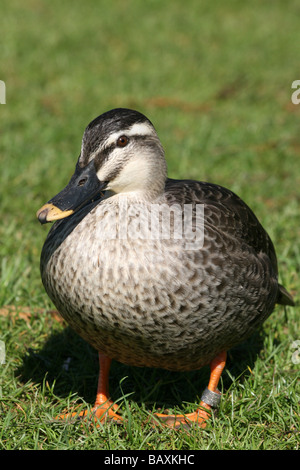 Portrait de Spot-billed Duck alias Anas poecilorhyncha Spotbill Comité permanent sur l'Herbe à Martin simple WWT, Lancashire UK Banque D'Images