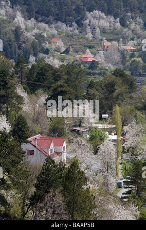 Paysage de montagne avec des fleurs de cerisier, Prodromos, Troodos, Chypre du Sud, Chypre Banque D'Images