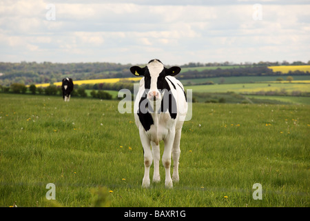 Gros plan d'une vache noire et blanche regardant directement la caméra dans un champ de Wiltshire, Angleterre, Royaume-Uni Banque D'Images