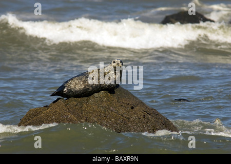 Harbour Seal on Rock - Sue-meg State Park - Trinidad, Californie, États-Unis Banque D'Images