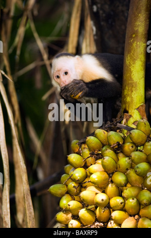 Singe capucin à tête blanche l'alimentation - Péninsule d'Osa, au Costa Rica Banque D'Images