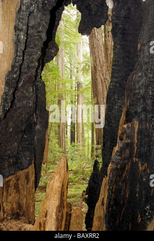 Redwood Forest encadrée par un arbre - Humboldt Redwoods State Park, Californie Banque D'Images