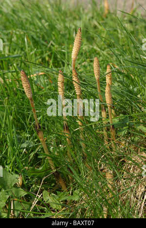 Conjoint ou la prêle des champs - Equisetum arvense Banque D'Images