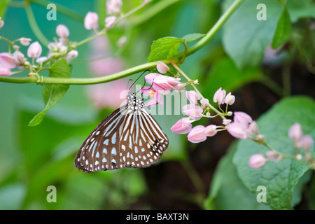 Blue Glassy Tiger Idepsis vulgaris papillon sur coral vine Antigonon leptopus Banque D'Images