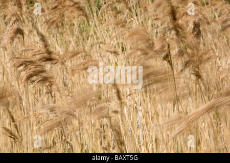 L'Herbe de vent Reed dans les marais Banque D'Images