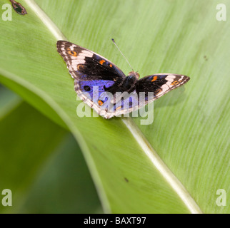 Junonia orithya Blue Pansy wallacei mâle Banque D'Images