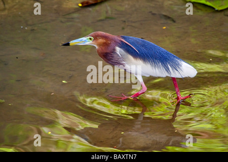 Crabier chinois (Ardeola bacchus) Banque D'Images