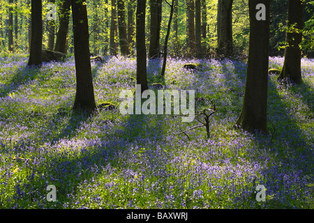 Jacinthes en fleurs en bois, Soudley Hill, forêt de Dean, Gloucestershire, Royaume-Uni Banque D'Images