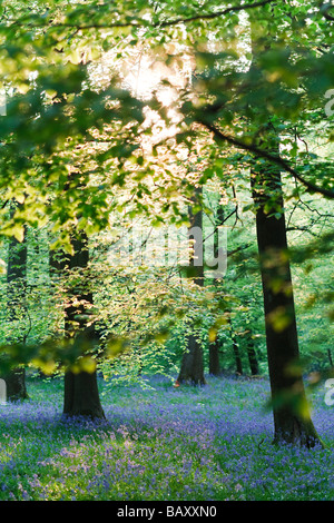 Jacinthes en fleurs en bois, Soudley Hill, forêt de Dean, Gloucestershire, Royaume-Uni Banque D'Images