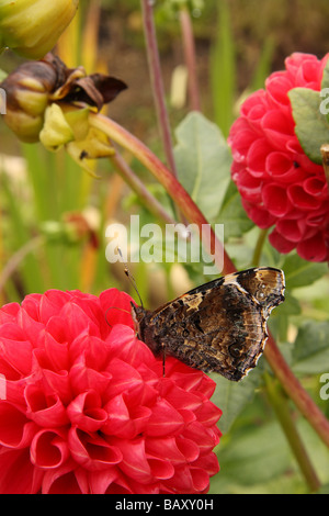 Un amiral rouge alimentation papillon d'une fleur Dahlia rouge avec ses ailes fermées Limousin France Banque D'Images