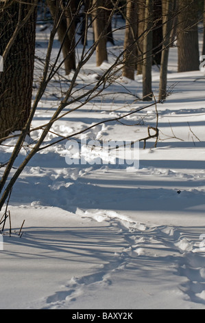 Théâtre d'ombres de l'hiver avec les pistes de cerfs dans les bois Banque D'Images