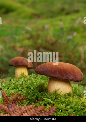 Deux Cep ou Penny bun champignons (Boletus edulis) dans la forêt moussue. Limousin France. Banque D'Images