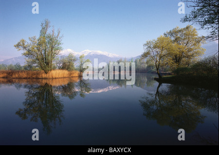 Vue sur le Lac Majeur, dans le soleil, Bolle di Magadino, Tessin, Suisse Banque D'Images