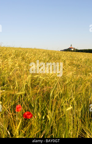 Voir à un champ de maïs, Andechs abbaye bénédictine dans une distance, district de Munich, Bavière Banque D'Images