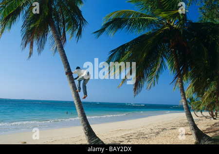 L'homme grimpe sur palmier, Las Terrenas, République dominicaine, Caraïbes Banque D'Images