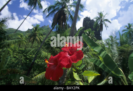 La végétation tropicale sur l'île de Nuku Hiva, Polynésie Française Banque D'Images