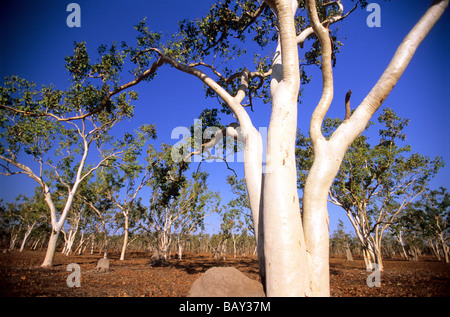 Arbres de gomme dans le Parc National de Lakefield, Queensland, Australie Banque D'Images