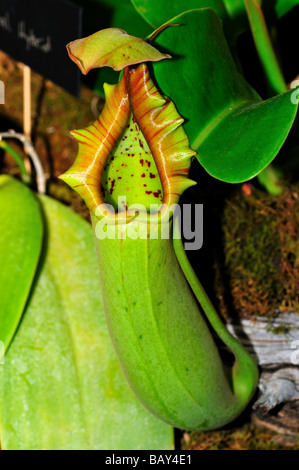 Fleur d'une sarracénie - Nepenthes. Banque D'Images