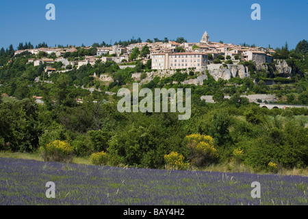 Champ de lavande en fleurs devant le village de Sault, Vaucluse, Provence, France Banque D'Images