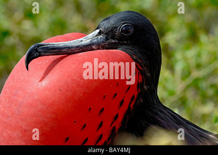 Oiseaux frégates sur l'île South Plaza avec pochette rouge gonflé, îles Galapagos, Equateur, Amérique du Sud Banque D'Images