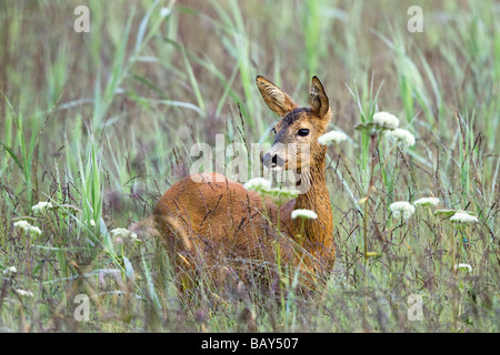 Les chevreuils dans le pré, femme, Capreolus capreolus, Bavière, Allemagne Banque D'Images