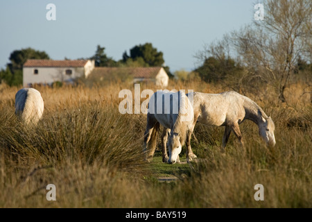 Chevaux Camargue, Camargue, France Banque D'Images