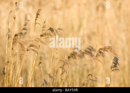 L'Herbe de vent Reed dans les marais Banque D'Images