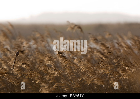 Bull Rush ( Typha latifolia ) et les herbes dans les marais Banque D'Images