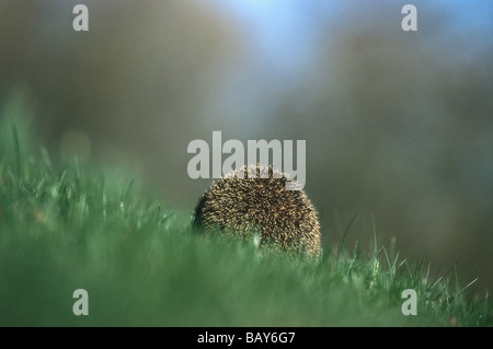 Hedgehog sur prairie de derrière, Erinaceus europaeus, Haute-Bavière, Allemagne Banque D'Images