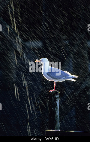 Goéland à ailes grises dans la pluie, Larus glaucescens, Kenai Fjords National Park, Alaska, USA Banque D'Images