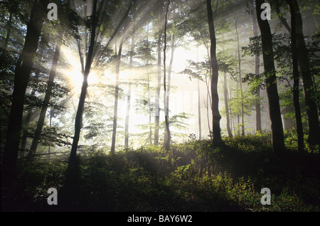 Hêtraie dans la lumière du matin, Upper Bavaria, Baveria Banque D'Images