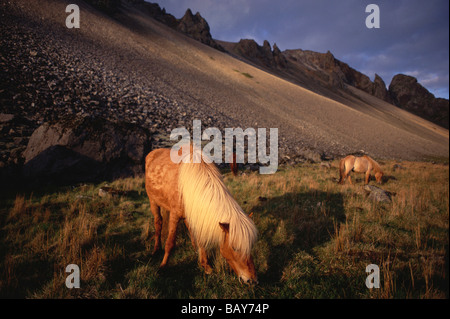 Icelandponys sur le pré en Islande, Scandinavie Banque D'Images