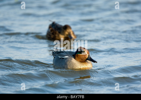 Un mâle et femelle Canard Sarcelle ( Anas crecca ) - Norfolk , Angleterre Banque D'Images