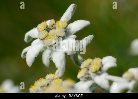 Edelweiss, leontopodium alpinum, gamme de Hohe Tauern, Parc National Hohe Tauern, Salzbourg, Autriche Banque D'Images