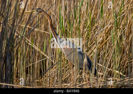 Portrait de héron pourpré Ardea purpurea Banque D'Images