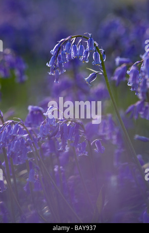 Bluebell Hyacinthoides non-scriptus closeup Banque D'Images