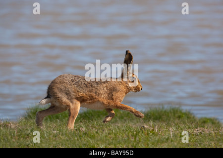 Lièvre brun Lepus europaeus Banque D'Images