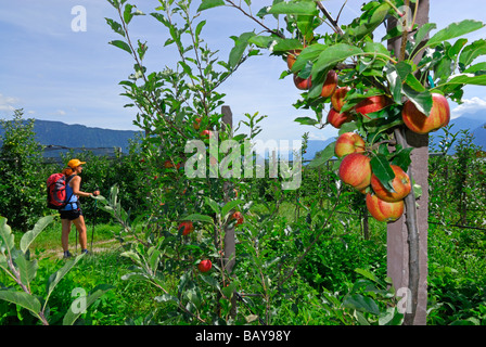 Jeune femme sur le sentier à travers la plantation de fruits avec des pommes sur les arbres, Dorf Tirol, Texelgruppe, gamme gamme Oetztal, T Banque D'Images