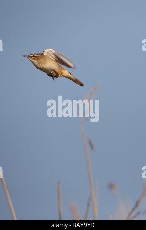 Phragmite des joncs Acrocephalus schoenobaenus Banque D'Images