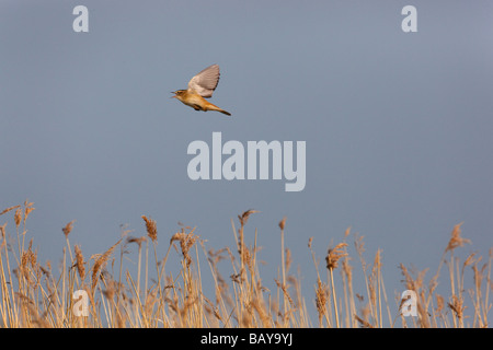 Phragmite des joncs Acrocephalus schoenobaenus Banque D'Images