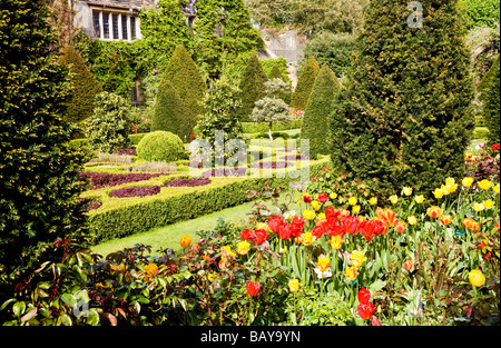 Voir à travers les frontières de la tulipe Croix celtique Knot Garden à Abbey House Gardens Malmesbury Wiltshire England UK Banque D'Images