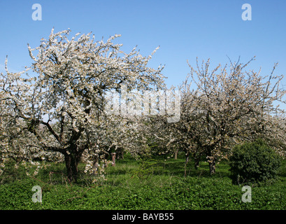 Le Verger en fleurs Rainham Kent UK Banque D'Images