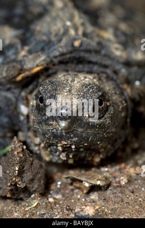 Bébé tortue chélydre serpentine, Chelydra serpentina, en arrière-cour. Banque D'Images