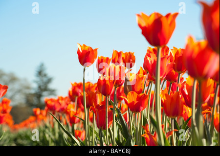 Un grand champ de fleurs de tulipes colorées plantées dans les lignes Banque D'Images