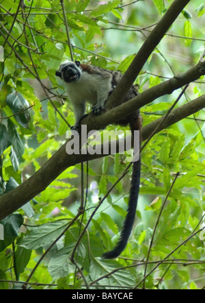 Un homme singe écureuil veille comme une sentinelle pour la troupe Banque D'Images