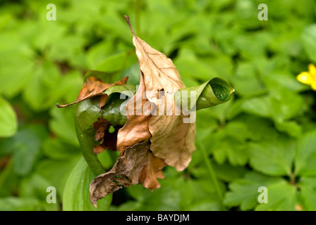 Lords et Ladies (Arum maculatum) croissant à hêtre (Fagus sylvatica) laisse en anglais woodland au printemps. Banque D'Images